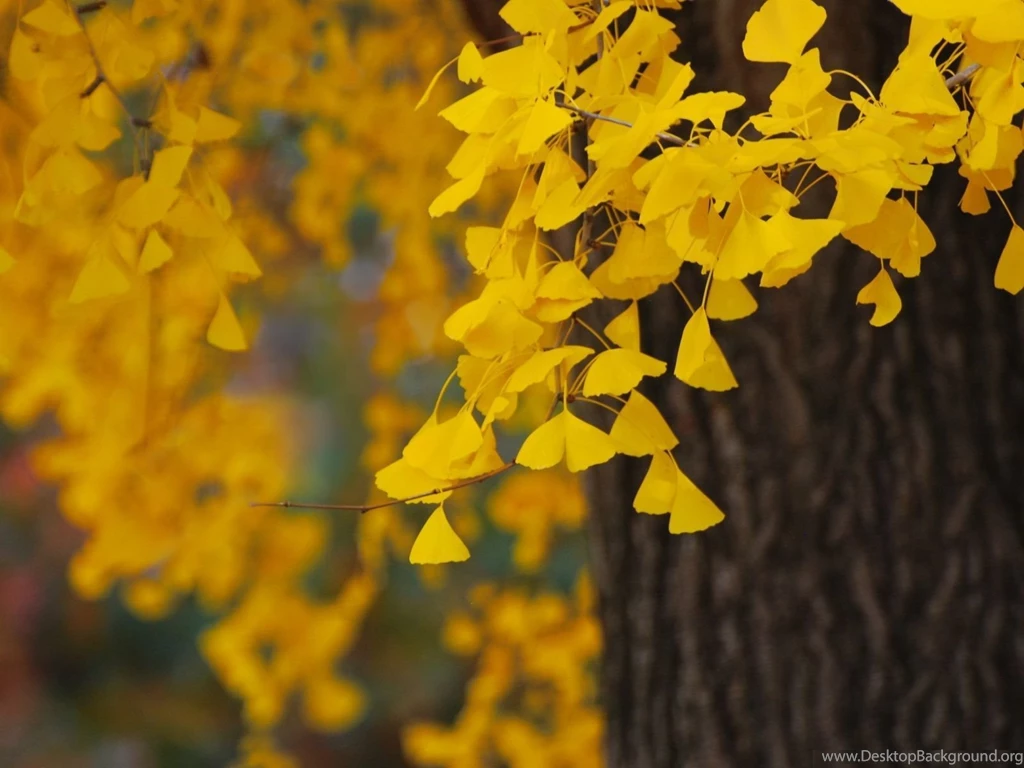 Ginkgo HD Wallpaper, Ginkgo Images