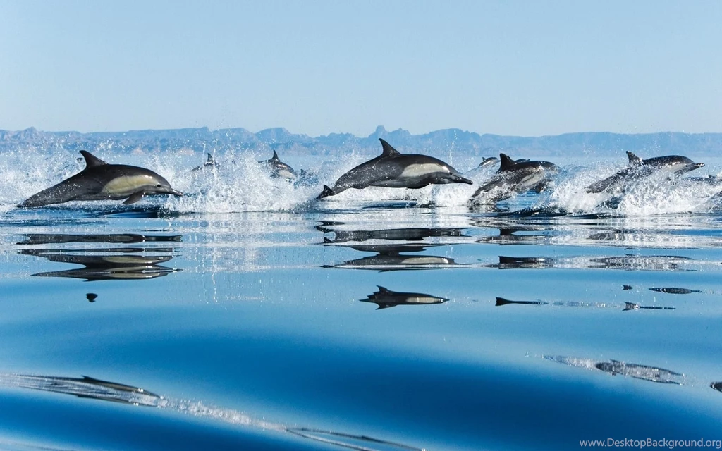 Dolphins In Sea Wallpapers