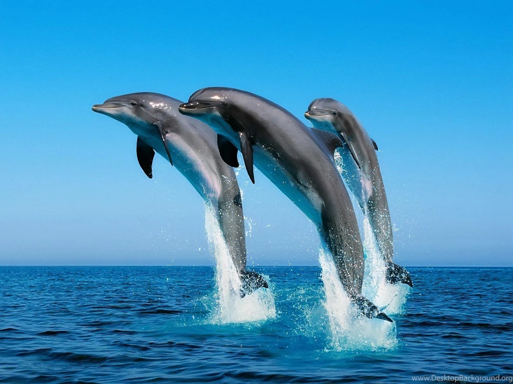 Sea Wallpapers Free Download_hd Wallpaper_download Free Wallpapers