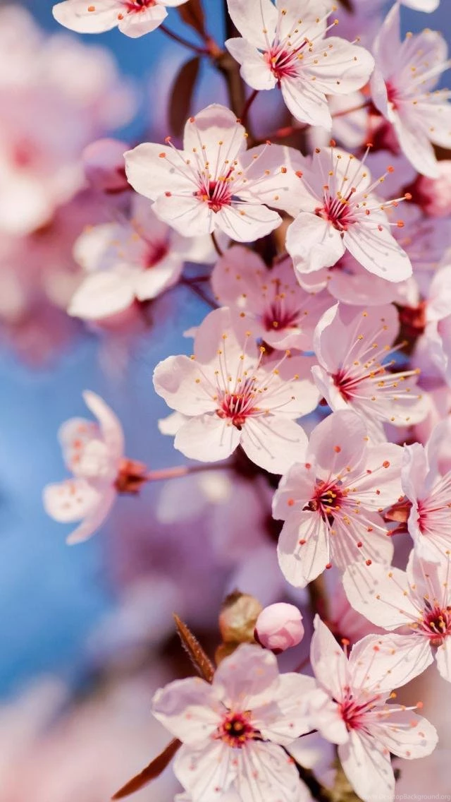 Wallpapers Weekends: We Begin To Celebrate Spring