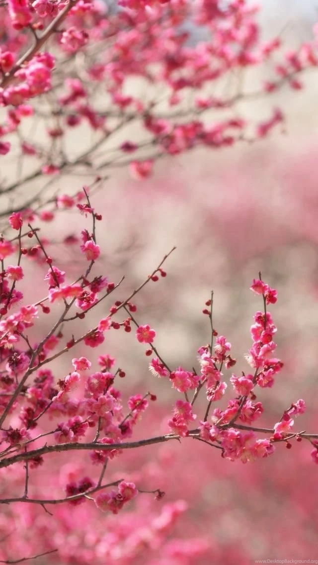 Spring Signs iPhone 5s Wallpapers Download