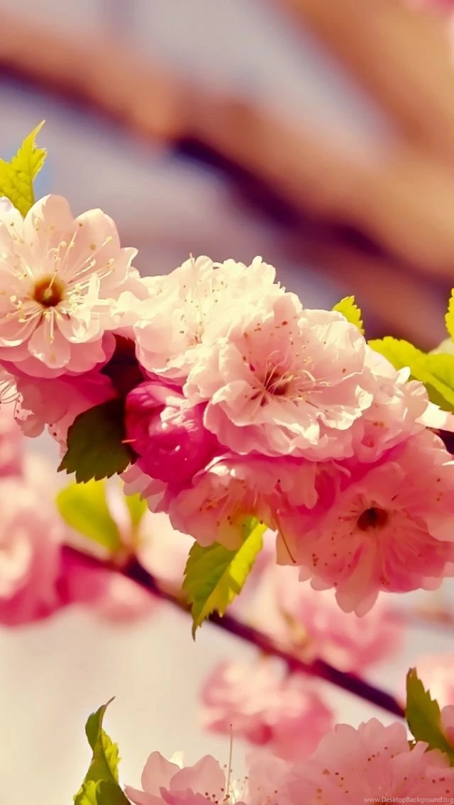 Spring Is Coming iPhone 5 Wallpapers