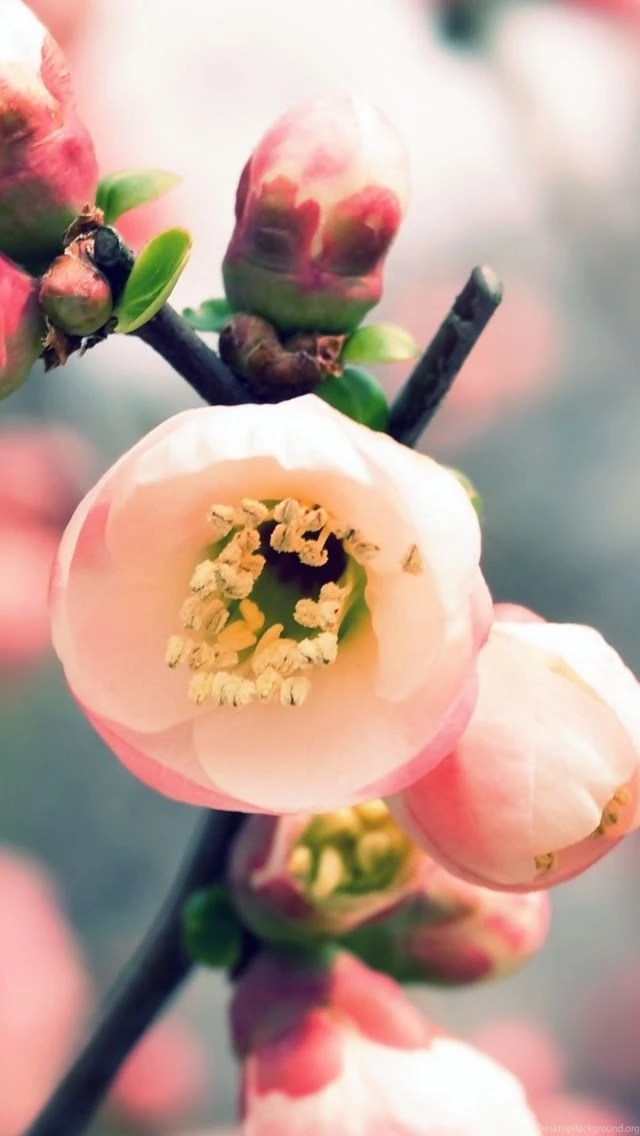 Welcome Spring iPhone 5s Wallpapers Download