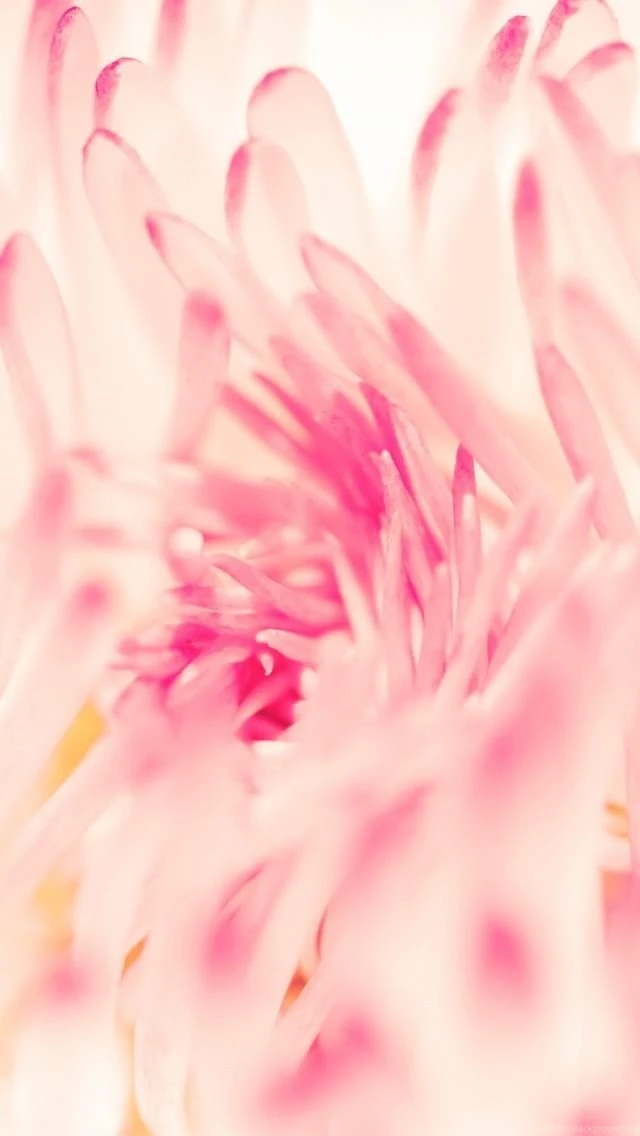 Spring Daisy Flower iPhone 5s Wallpapers Download
