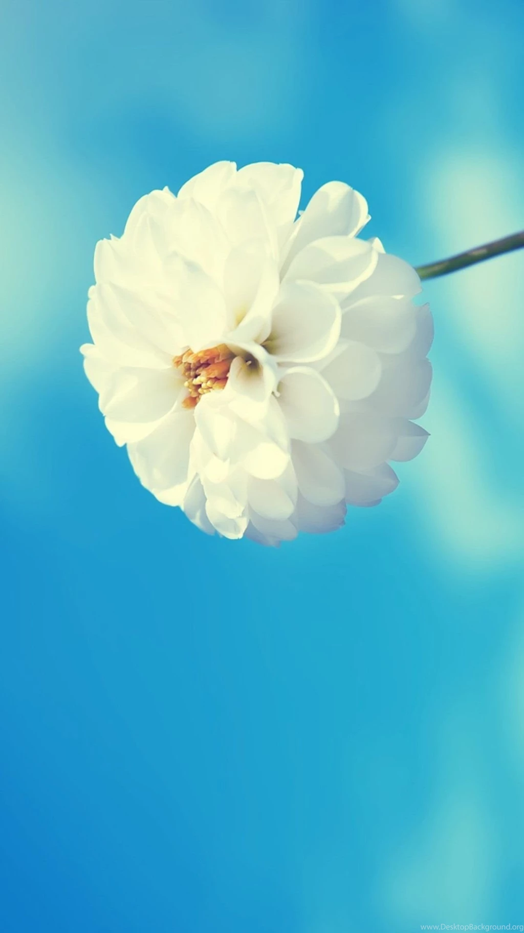 Flowers Archives Page 2 Of 20 Wallpapers For IPhone, Samsung ...