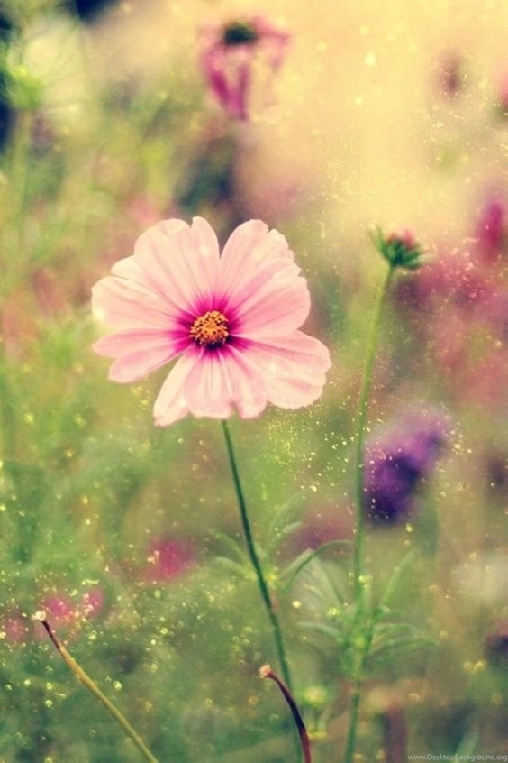 Wallpapers On Pinterest