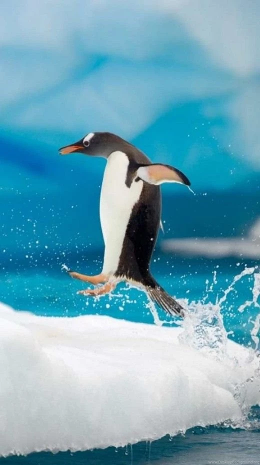 20 Wonderful Animal iPhone 5 Wallpapers