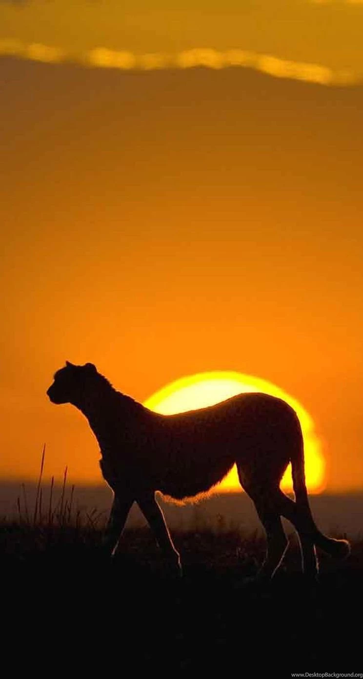 Animal iPhone 5s Wallpapers