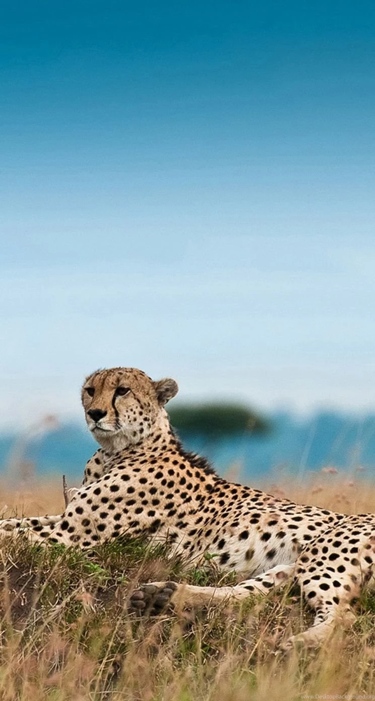 Animal iPhone 5s Wallpapers