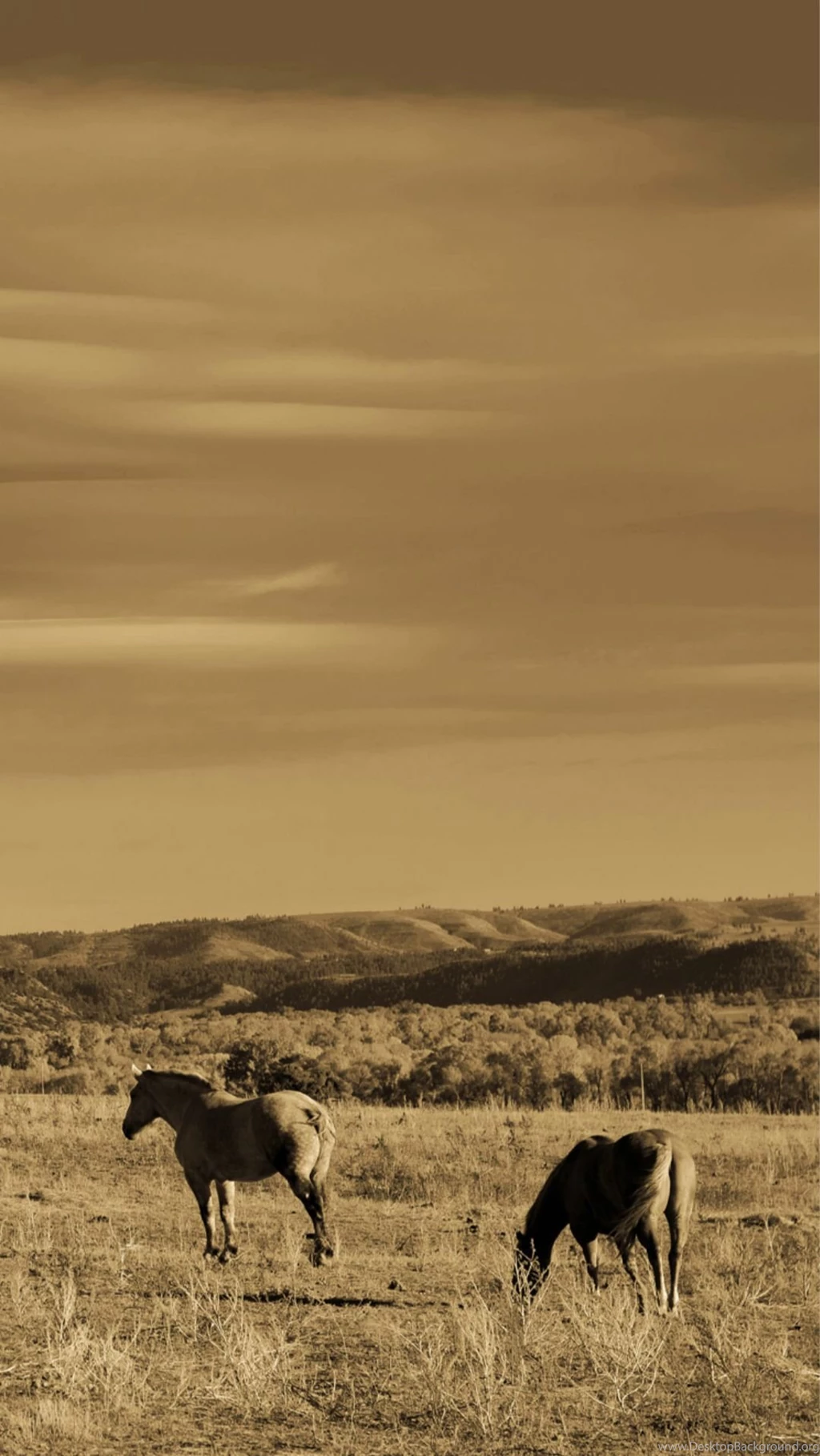 Wild Grassland Horse Animal iPhone 6 Wallpapers Download