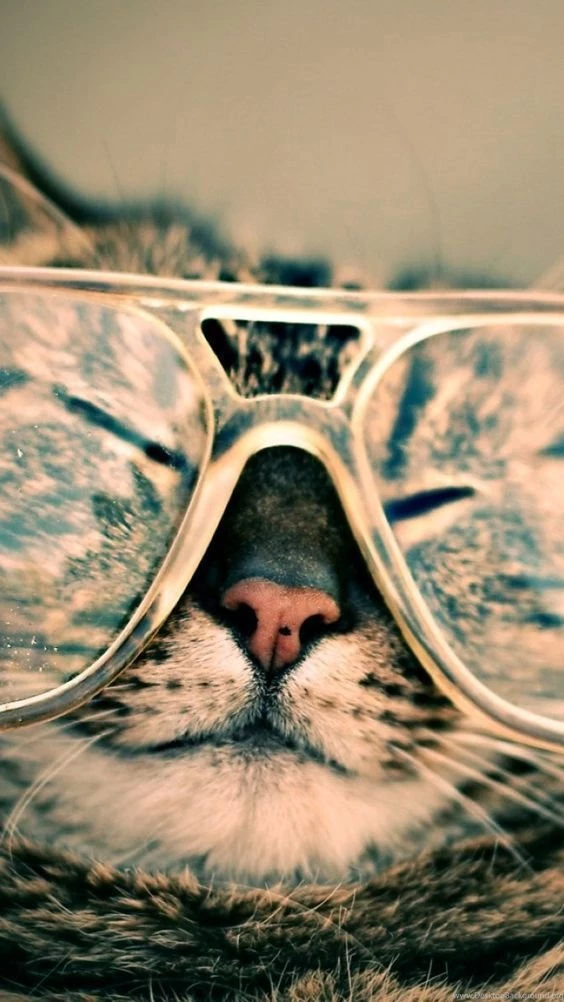 Animals iPhone 6 Plus Wallpapers Funny Cat Eye Glasses iPhone 6 ...