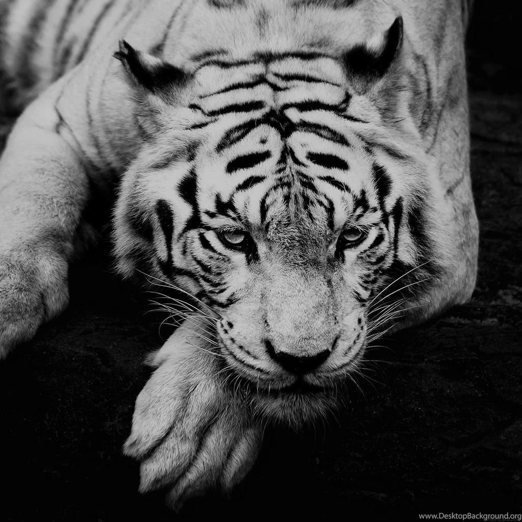 Pets & Animals iPad Wallpapers