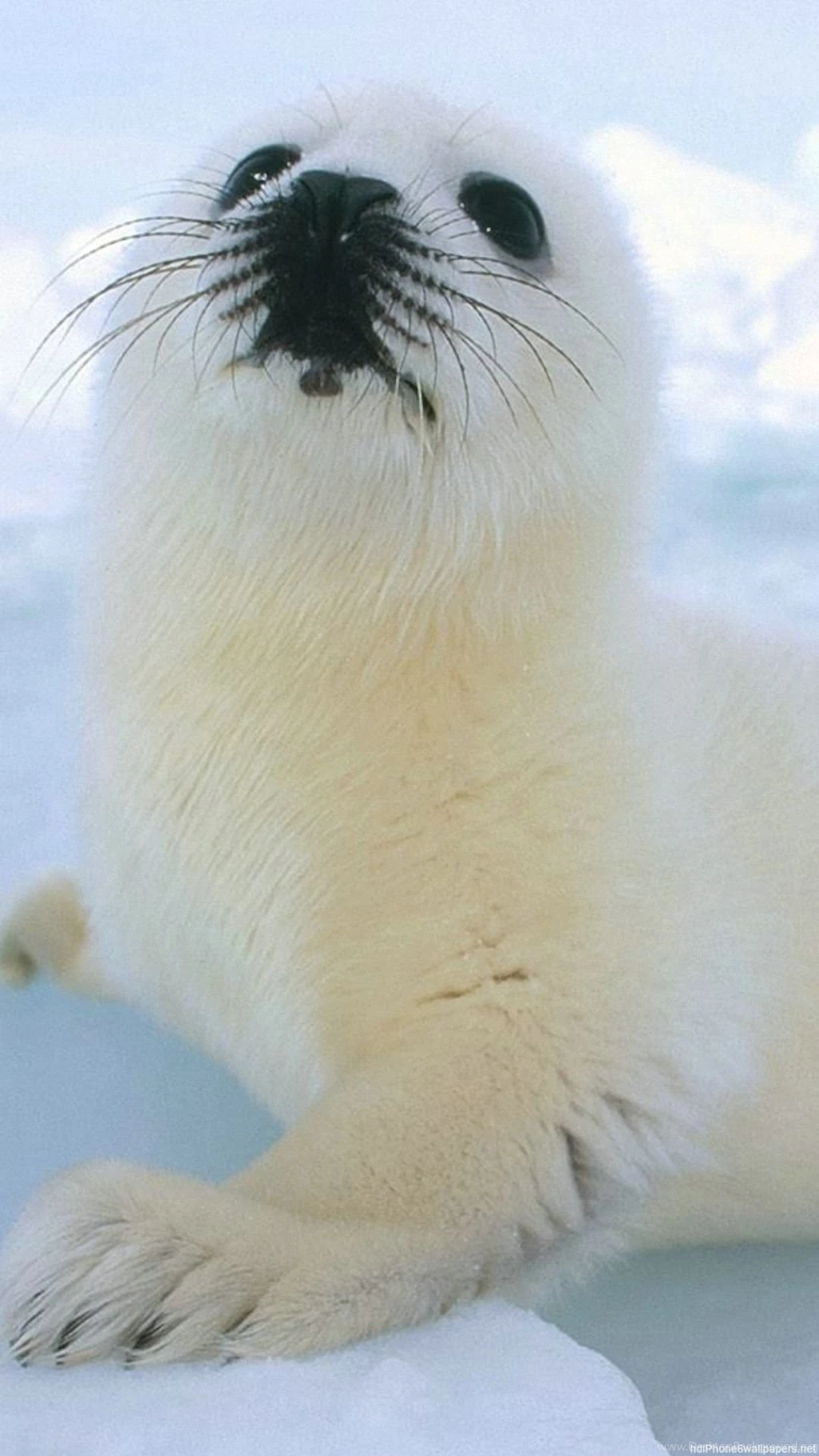 Animal iPhone 6 Wallpapers HD And Animal iPhone 6 Plus Wallpapers ...