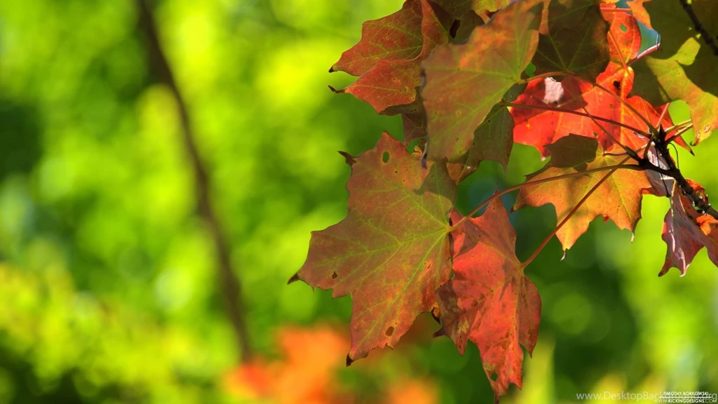 Fall Foliage 9 12 2012 Wallpapers