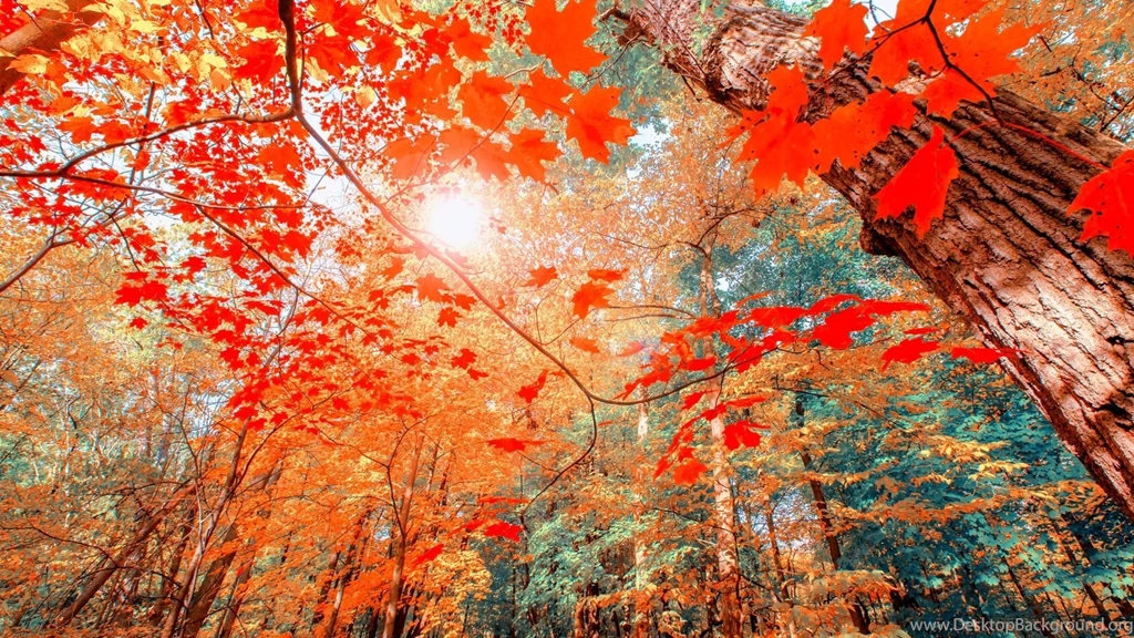 Autumn Leaves 1497669