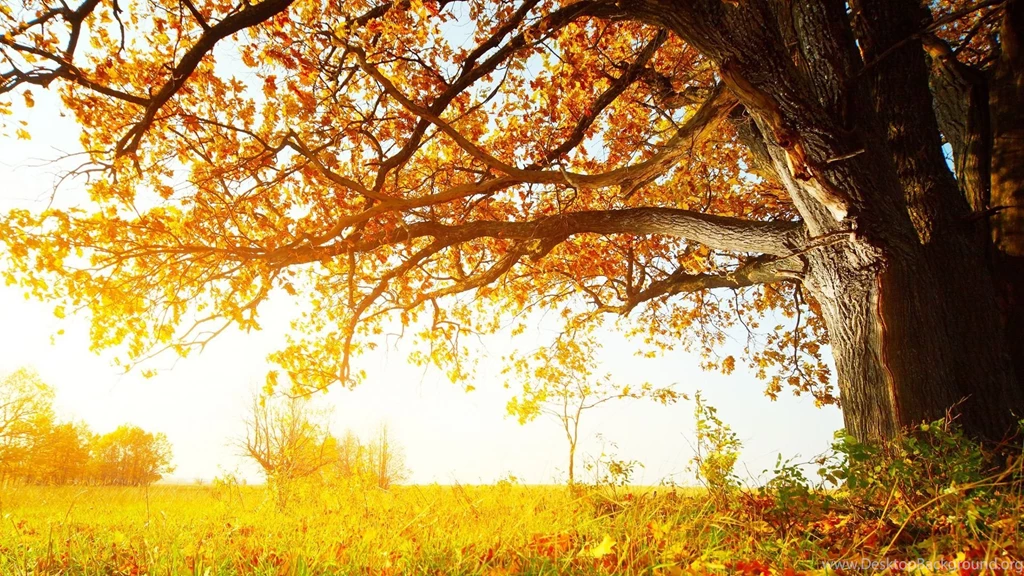 Full HD 1080p Fall Wallpapers HD, Desktop Backgrounds 1920x1080