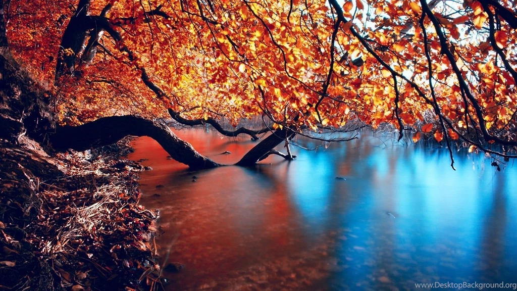 바탕화면   Landscapes nature trees autumn season leaves lakes tree ...