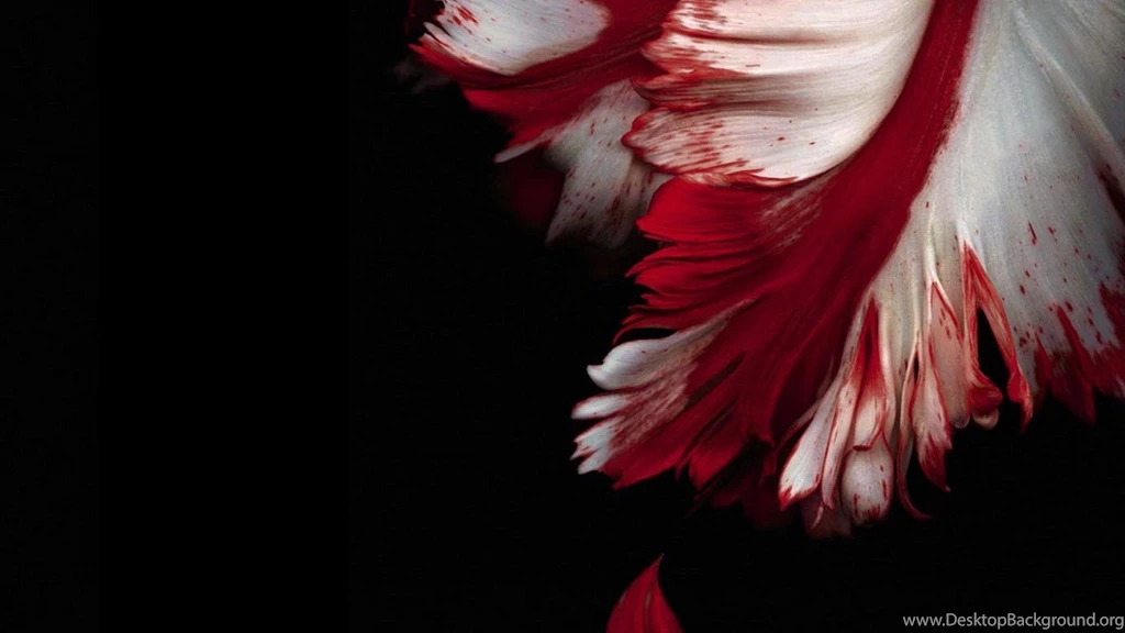 Desktop Wallpapers · Gallery · HD Notebook · Perfect Petal 1366x768 ...