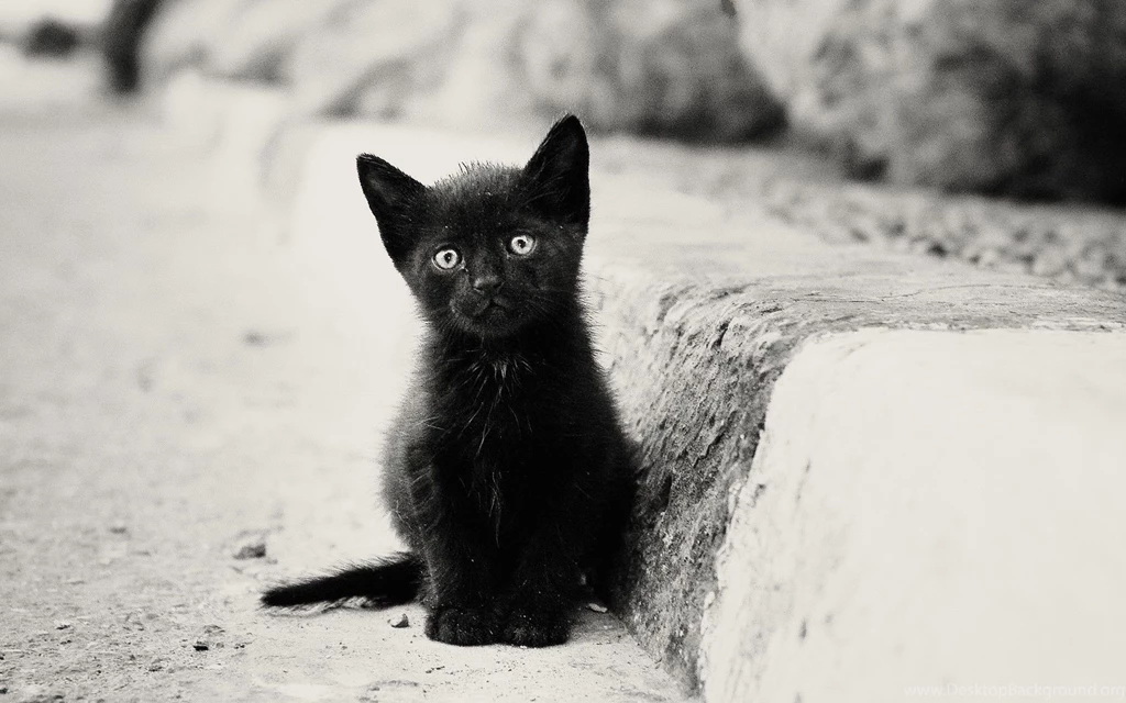 Top Lonely Kitten Wallpapers And Images For Pinterest
