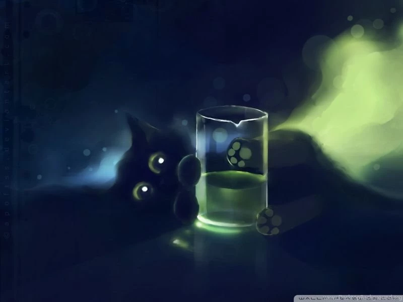 Playful Black Kitten HD Desktop Wallpapers : Widescreen : High ...