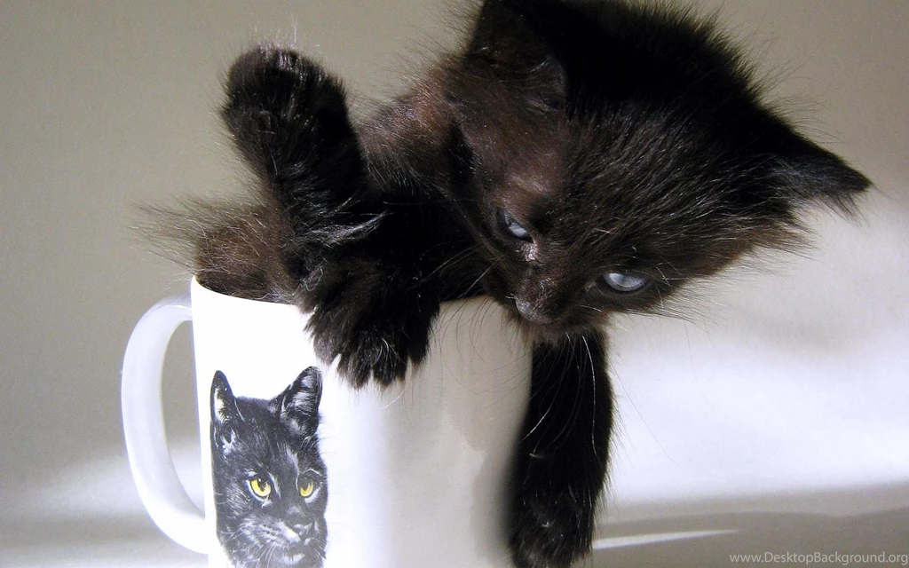 A Black Kitten In A Mug >> HD Wallpaper, Get It Now!