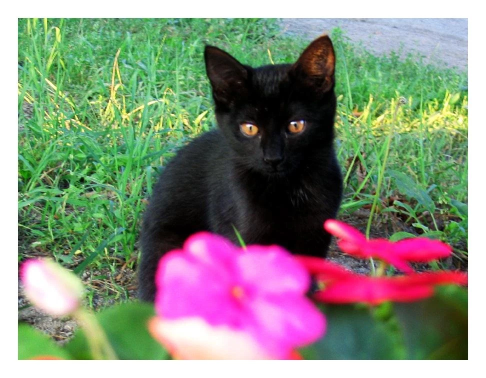 BLACK KITTEN WALLPAPER (