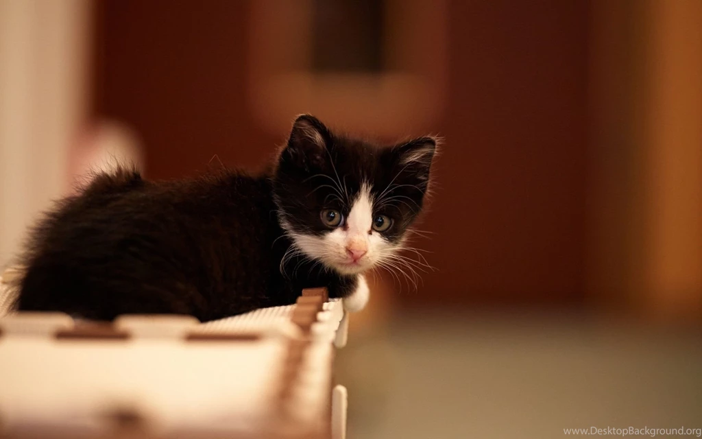 Black White Kitten Wallpapers Pictures Photos Images ...