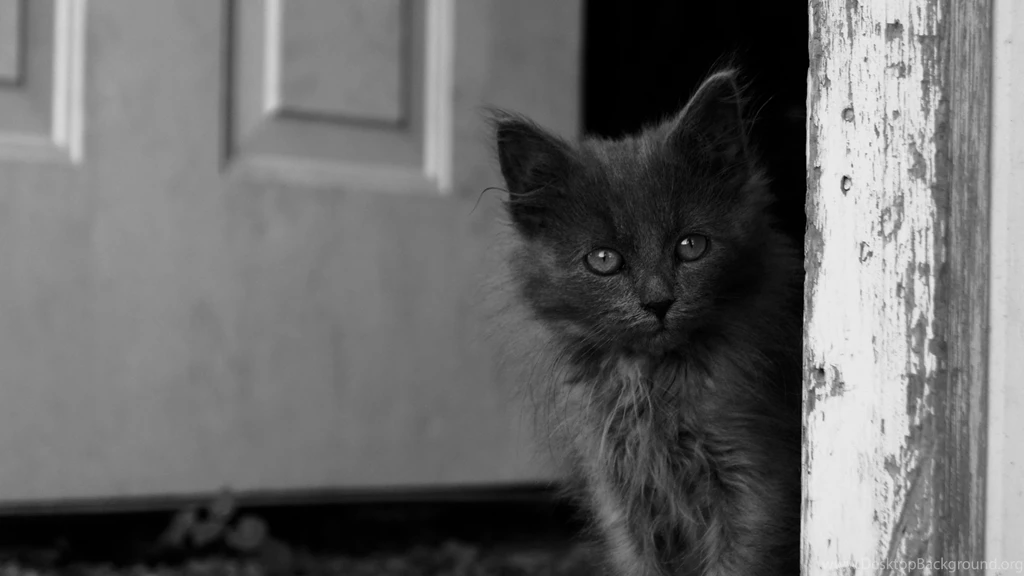 4K Cute Black Kitten Wallpapers
