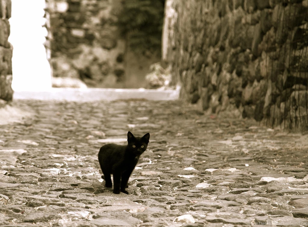 Little Black Kitten (