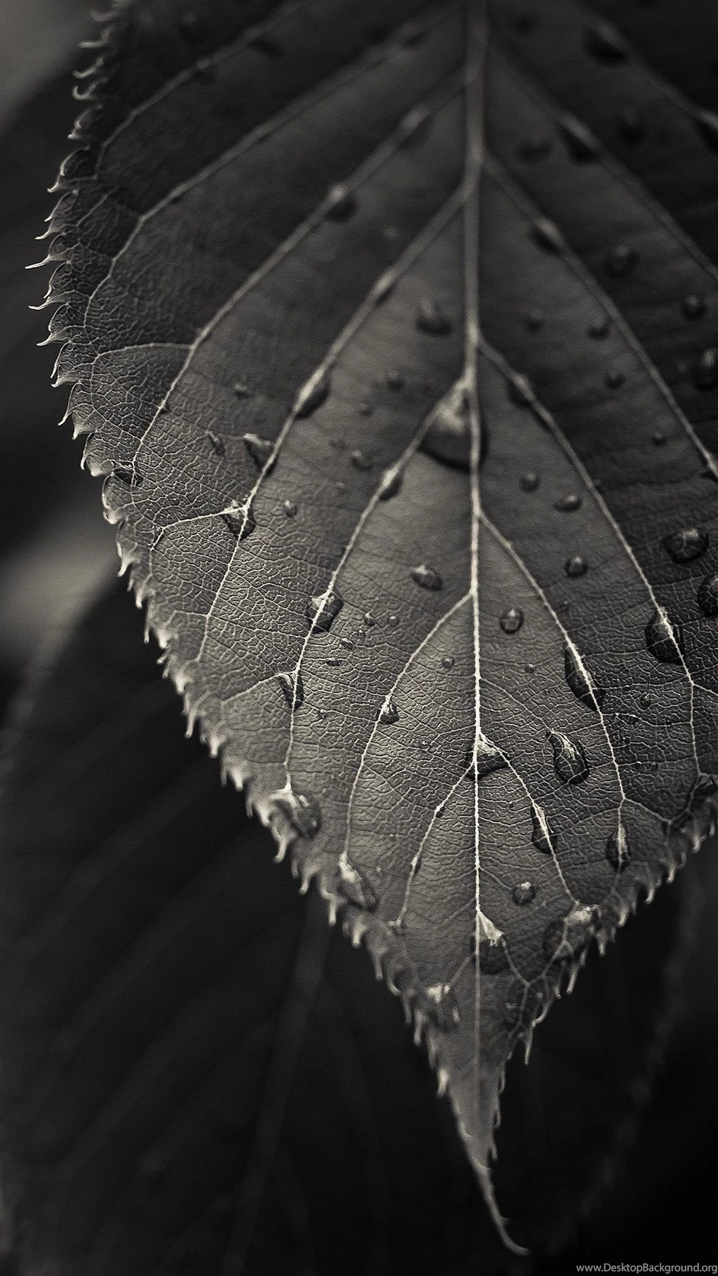 Wallpapers Full Hd 1080 X 1920 Smartphone Black Leave 1080 X 1920 ...