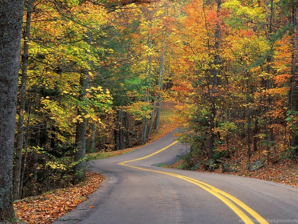 Forest Road Wallpapers 8829