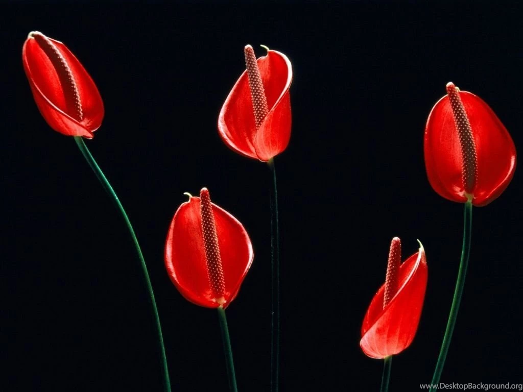 Top Red And Black Desktop Wallpaper Images For Pinterest