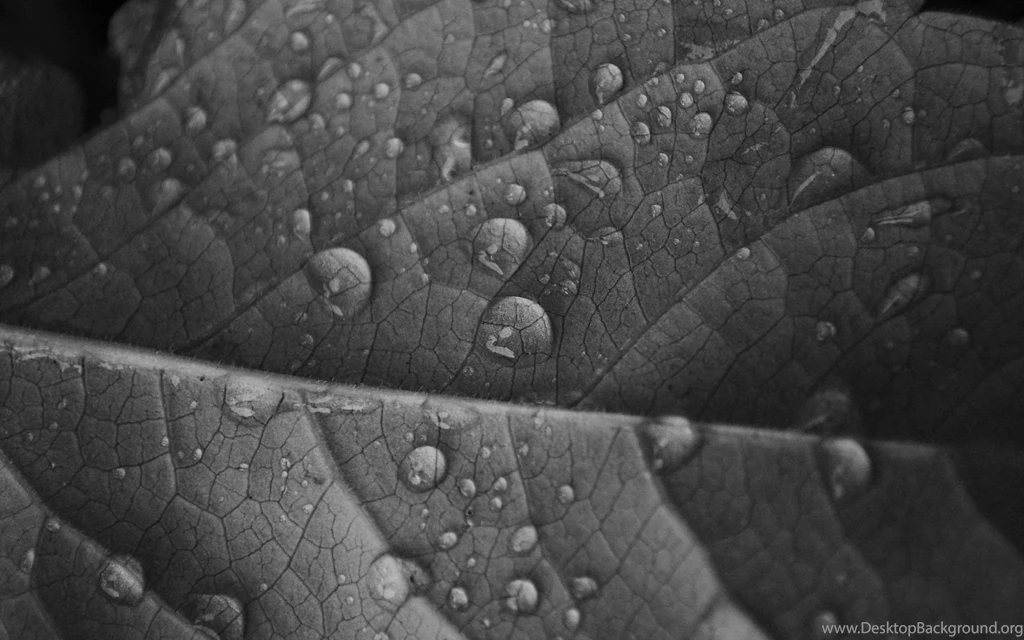 Gray_High Definition Wallpapers