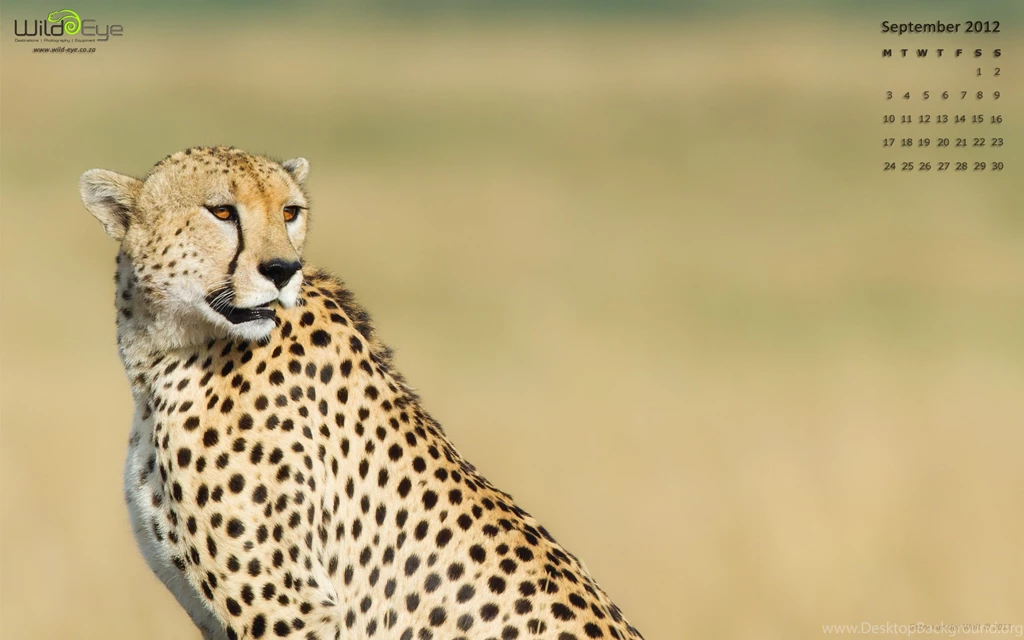 Wild Eye Photography Desktop Wallpapers For September 2012 Wild ...