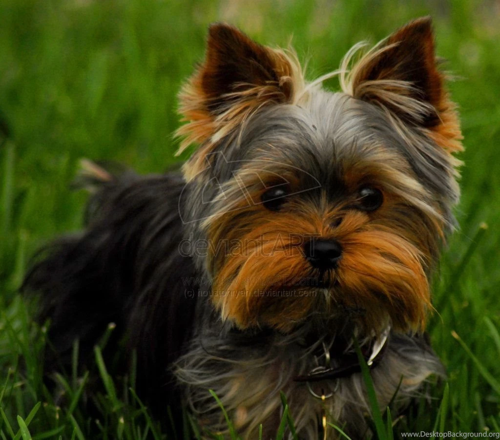 Yorkshire Terrier Wallpaper Backgrounds   The Dog Wallpapers   Best ...