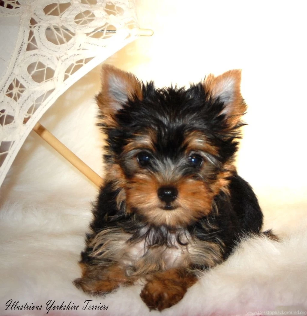 Yorkshire terrier pictures puppies 139 The Dog Wallpapers Best ...