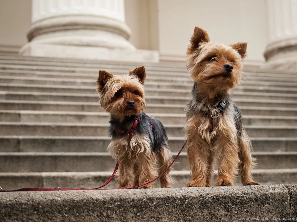 Yorkshire Terrier Photos And Wallpapers Best The Dog Wallpapers ...