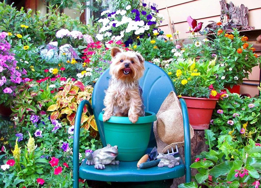 Free Wallpapers Yorkie Dog Wallpapers