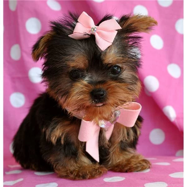 Biewer Terrier Dog Puppies, New Dog Funny Pet Pictures