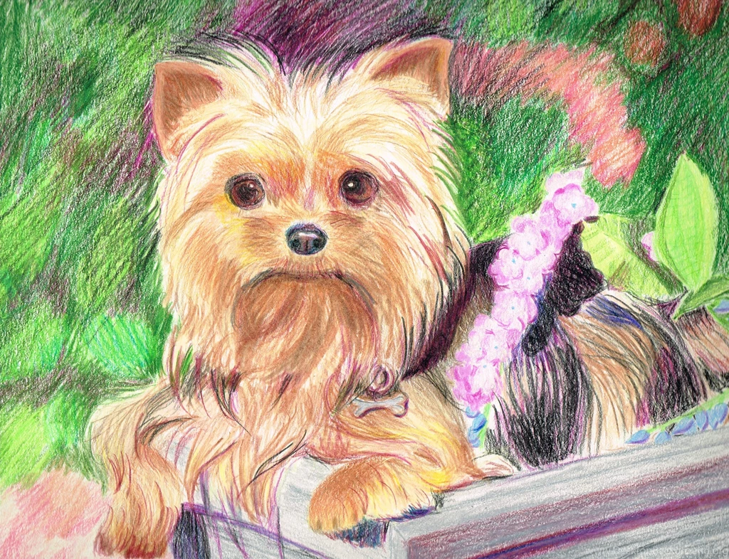 Yorkie By Arrogant Confident On DeviantArt