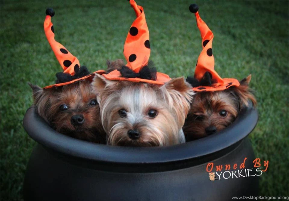 Witch's Calderon With Three Little Yorkies Yorkshire Terriers ...