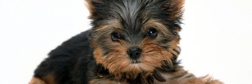 Yorkie wallpaper 1500x500.jpg
