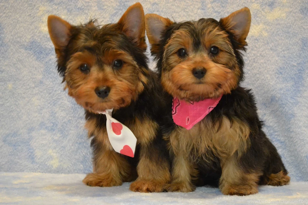 More About Yorkie Puppies And Pit Bull PuppiesWeired Animals Facts ...