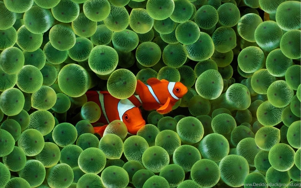 Fish Wallpapers HD For Dekstop Free 41053 Full HD Wallpapers Desktop ...