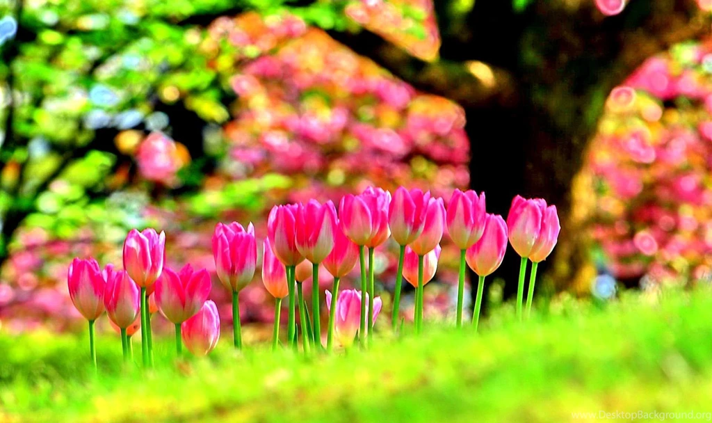 Cool Nature Photos, Nature Wallpapers For Samsung, Hd Landscape ...