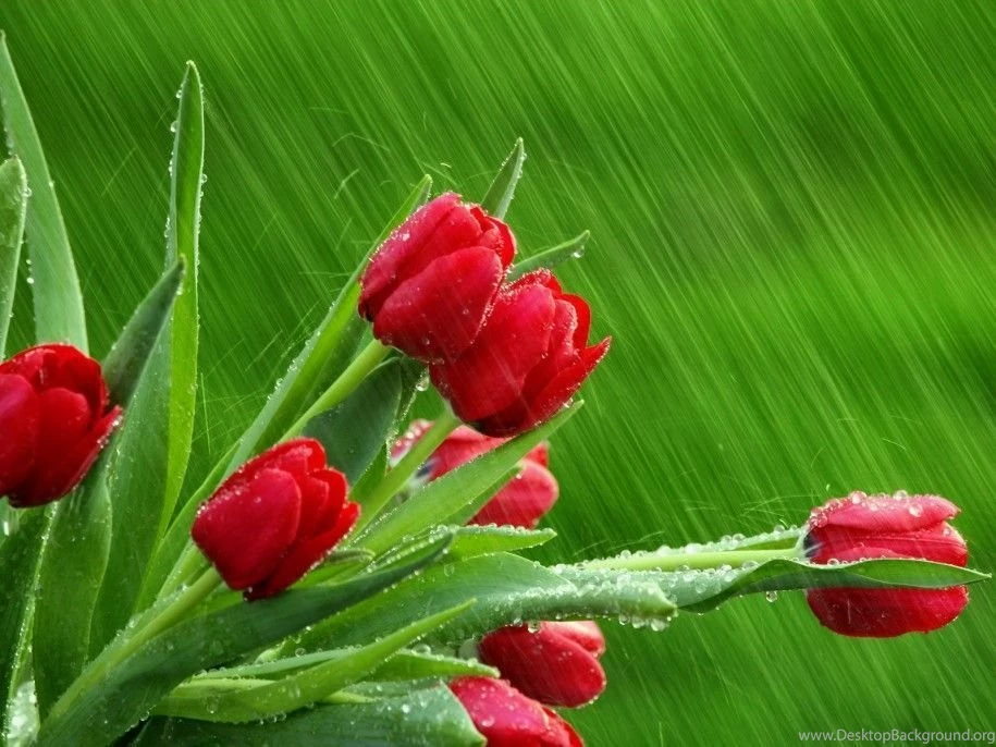 Wallpapers PC Free