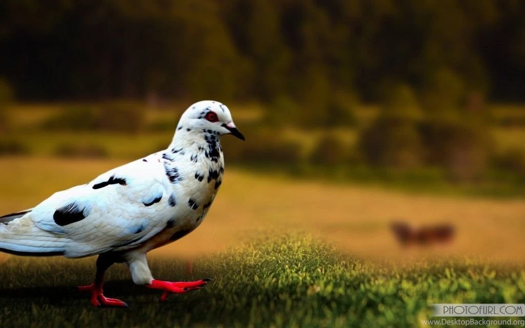 Great World Wallpaper: Desktop Wallpapers Free Download Com