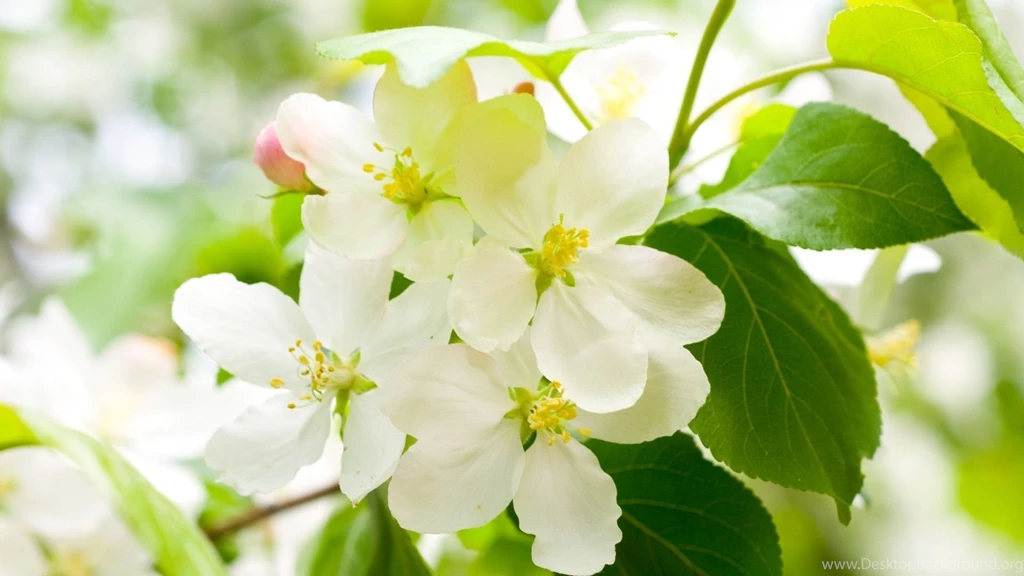 11499) Spring 1080p Full HD Wallpapers WalOps.com