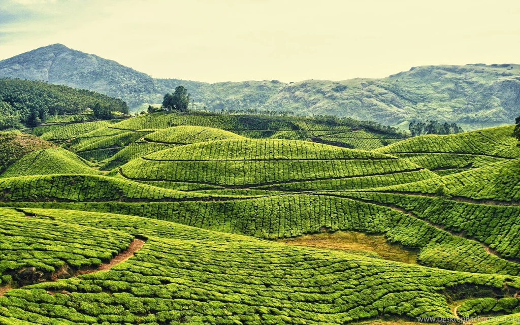 Fields of Tea Wallpapers hd1.jpg