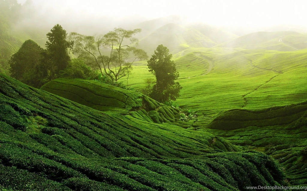 Tea Plantation Computer Wallpapers, Desktop Backgrounds ...